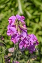 Wild sprawling pink vetch Vicia in a garden Royalty Free Stock Photo
