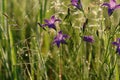 Wild spreading bellflowers (Campanula patula) in dew in the meadow on a sunny morning Royalty Free Stock Photo