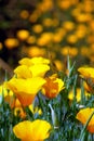 Wild Spring California Poppies in Bloom Royalty Free Stock Photo