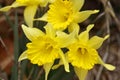 Wild Spring Daffodils Close Up and Pretty