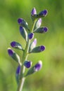 Wild spring flower - blue wild-indigo Royalty Free Stock Photo