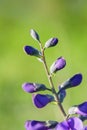 Wild spring flower - blue wild-indigo Royalty Free Stock Photo