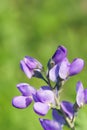 Wild spring flower - blue wild-indigo Royalty Free Stock Photo