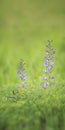 Wild spring flower - blue wild-indigo Royalty Free Stock Photo