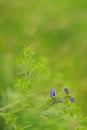 Wild spring flower - blue wild-indigo Royalty Free Stock Photo