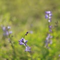 Wild spring flower - blue wild-indigo Royalty Free Stock Photo