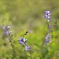 Wild spring flower - blue wild-indigo Royalty Free Stock Photo