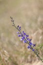 Wild spring flower - blue wild-indigo Royalty Free Stock Photo
