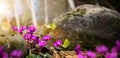 Art wild Spring flower and fly butterfly; nature landscape background. Garden flower. Colorful spring landscape