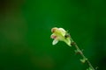 Wild spring flower in green background in Himalayan forests Royalty Free Stock Photo