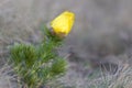 Wild spring flowers. Adonis flower bud