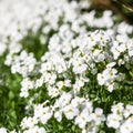 Wild spring little white flowers Royalty Free Stock Photo