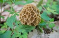 Wild spring Morel mushroom Morchella esculenta. Delicacy.