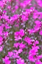 Wild spring pink wildflowers .