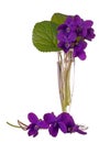 Wild spring violets - viola riviniana, in small glass vase isolated over white background Royalty Free Stock Photo