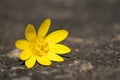 Wild spring yellow flower macro with blurred copy-space, Ranunculus ficaria L., print or postcard design