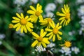 Wild spring yellow flower plant - Cressleaf - Packera Glabella