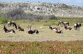 Wild Springbok at Cape Point Park Royalty Free Stock Photo