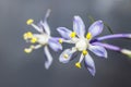 Wild squill flowers (Merwilla plumbea) Royalty Free Stock Photo