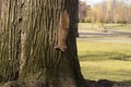 A wild squirel captured in a cold sunny autumn day Royalty Free Stock Photo