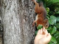 A wild squirel Royalty Free Stock Photo