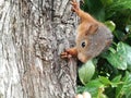 A wild squirel Royalty Free Stock Photo