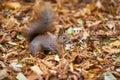 A wild squirel captured in a cold sunny autumn day Royalty Free Stock Photo