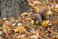 A wild squirel captured in a cold sunny autumn day