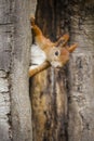 A wild squirel captured in a cold sunny autumn day