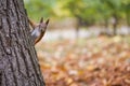 A wild squirel captured in a cold sunny autumn day Royalty Free Stock Photo