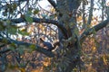 Wild squirrel in the autumn forest. Royalty Free Stock Photo