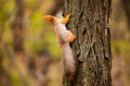 A wild squirrel captured in a cold sunny autumn day, funny cute squirrel is on the tree in autumn park. Colorful nature, fall Royalty Free Stock Photo