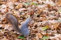 A wild squirrel captured in a cold sunny autumn day, funny cute squirrel is on the tree in autumn park. Colorful nature, fall