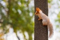 A wild squirrel captured in a cold sunny autumn day, funny cute squirrel is on the tree in autumn park. Colorful nature, fall Royalty Free Stock Photo