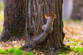 A wild squirrel captured in a cold sunny autumn day, funny cute squirrel is on the tree in autumn park. Colorful nature, fall Royalty Free Stock Photo