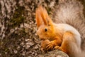 A wild squirrel captured in a cold sunny autumn day, funny cute squirrel is on the tree in autumn park. Colorful nature, fall seas Royalty Free Stock Photo