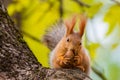 A wild squirrel captured in a cold sunny autumn day, funny cute squirrel is on the tree in autumn park. Colorful nature, fall seas Royalty Free Stock Photo