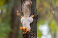 A wild squirrel captured in a cold sunny autumn day, funny cute squirrel is on the tree in autumn park. Colorful nature, fall seas Royalty Free Stock Photo