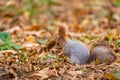 A wild squirrel captured in a cold sunny autumn day, funny cute squirrel is on the tree in autumn park. Colorful nature, fall seas Royalty Free Stock Photo
