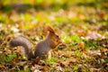 A wild squirrel captured in a cold sunny autumn day, funny cute squirrel is on the tree in autumn park. Colorful nature, fall Royalty Free Stock Photo