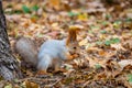 A wild squirrel captured in a cold sunny autumn day, funny cute squirrel is on the tree in autumn park. Colorful nature, fall Royalty Free Stock Photo