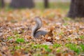 A wild squirrel captured in a cold sunny autumn day, funny cute squirrel is on the tree in autumn park. Colorful nature, fall Royalty Free Stock Photo