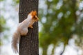 A wild squirrel captured in a cold sunny autumn day, funny cute squirrel is on the tree in autumn park. Colorful nature, fall Royalty Free Stock Photo