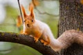 A wild squirrel captured in a cold sunny autumn day, funny cute squirrel is on the tree in autumn park. Colorful nature, fall Royalty Free Stock Photo