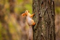 A wild squirrel captured in a cold sunny autumn day, funny cute squirrel is on the tree in autumn park. Colorful nature, fall seas Royalty Free Stock Photo