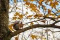 A wild squirrel captured in a cold sunny autumn day, at the time of eating Royalty Free Stock Photo