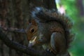 Wild squirrel in central park new york Royalty Free Stock Photo
