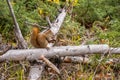 Wild squirrel eating a nut sitting on a fallen tree trunk Royalty Free Stock Photo