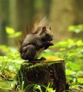 Wild squirrel