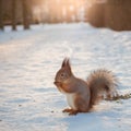 Wild squirrel eats nuts and seeds on snow in winter park Royalty Free Stock Photo